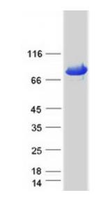 SDS-PAGE (HSPA5-3349H).jpg